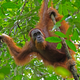 Illustration for article titled Dont Let Your Halloween Candy Kill Orangutans
